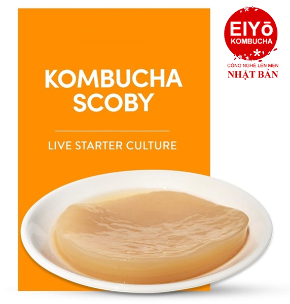 CÁCH LÀM KOMBUCHA SCOBY