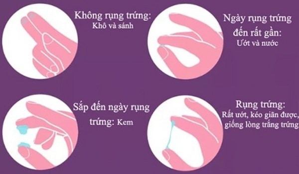 Cách tính ngày rụng trứng chính xác nhất hiện nay