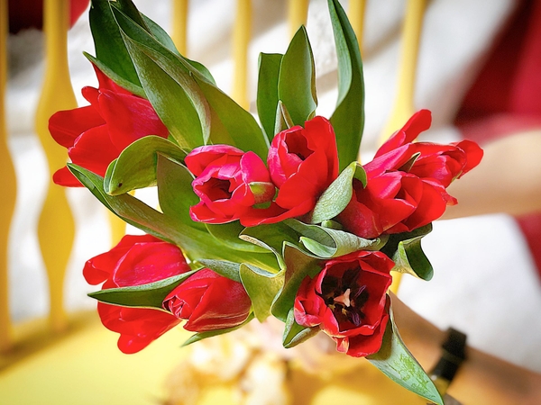 tulip-do-bo-10-bong-nguyen-cu
