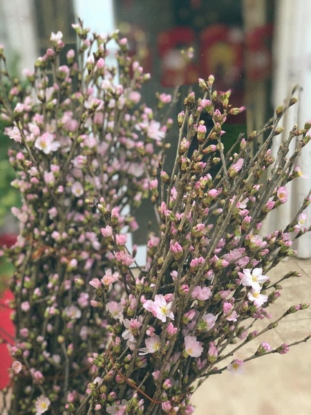 anh-dao-hong-nhat-ban-size-90cm-canh