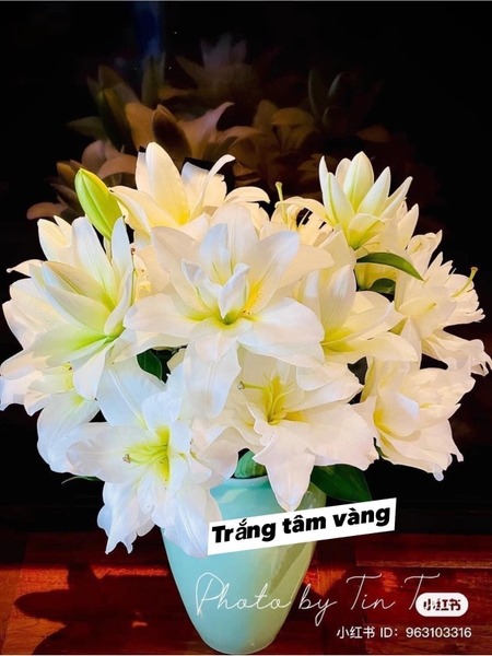 ly-kep-trang-tam-vang-bo-5-canh-3-5-tai