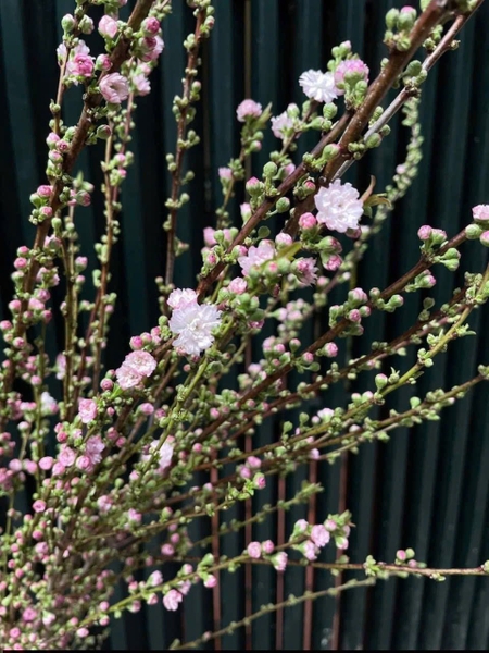 anh-dao-kep-bo-5-7-canh