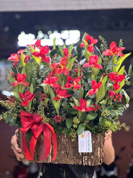 lang-hoa-tulip-do