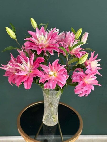 ly-kep-hong-phan-kadango-bo-5-canh-3-4-tai-hoac-7-canh-2-tai