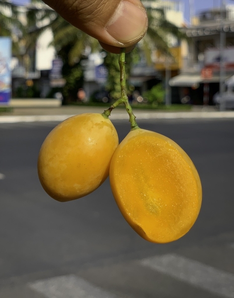 Thanh Trà Lão Ngọt (Vũng Tàu)