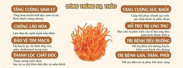 tác dụng của đông trùng hạ thảo đối với cơ thể