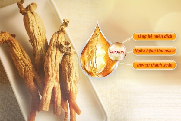 Saponin trong hồng sâm mang lại nhiều lợi ích cho sức khoẻ