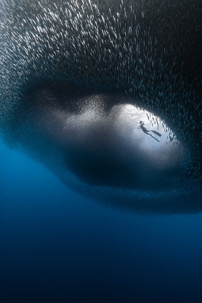 Ấn tượng 'Diver in a Swirl of Marine Life': bức ảnh đạt tới chủ nghĩa siêu thực trong thiên nhiên