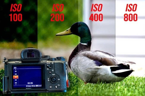 ISO là gì trong máy ảnh