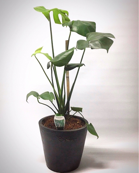 md-plant-monstera