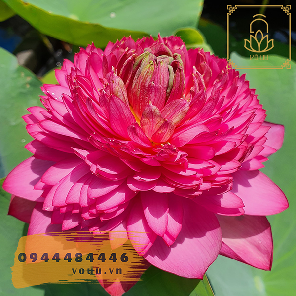 Củ giống sen nghìn cánh Z1000 - Zongsan Hongtai Lotus