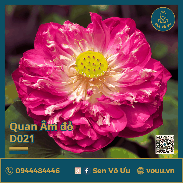 Giống sen Quan Âm đỏ | Sen Vô Ưu