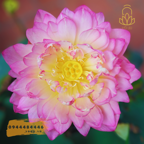 Sen Ánh Dương - Sunshine Lotus