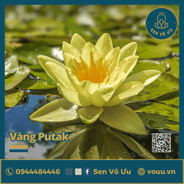 Giống hoa súng vàng V01 | Sen Vô Ưu
