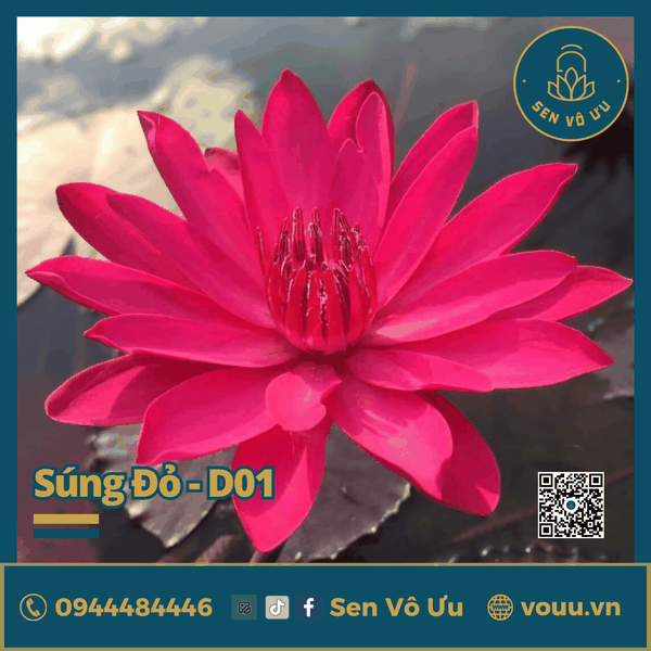 Giống hoa súng Mỹ màu đỏ D01 | Sen Vô Ưu