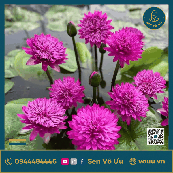 Giống hoa súng hồng siêng hoa H6 | Sen Vô Ưu