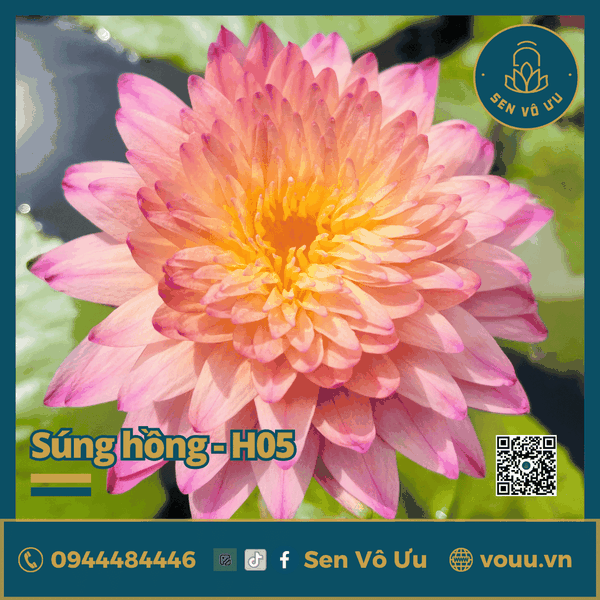 Giống hoa súng hồng siêng hoa H5 | Sen Vô Ưu