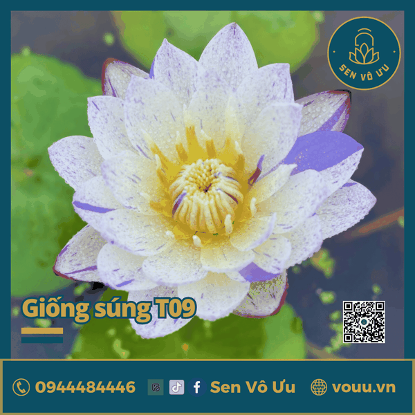Giống hoa súng trắng chấm tím T09 | Sen Vô Ưu