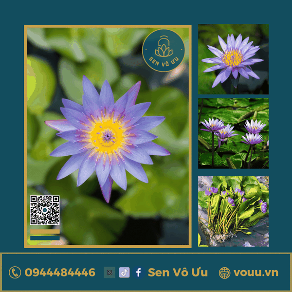 Giống hoa súng tím T04 | Sen Vô Ưu