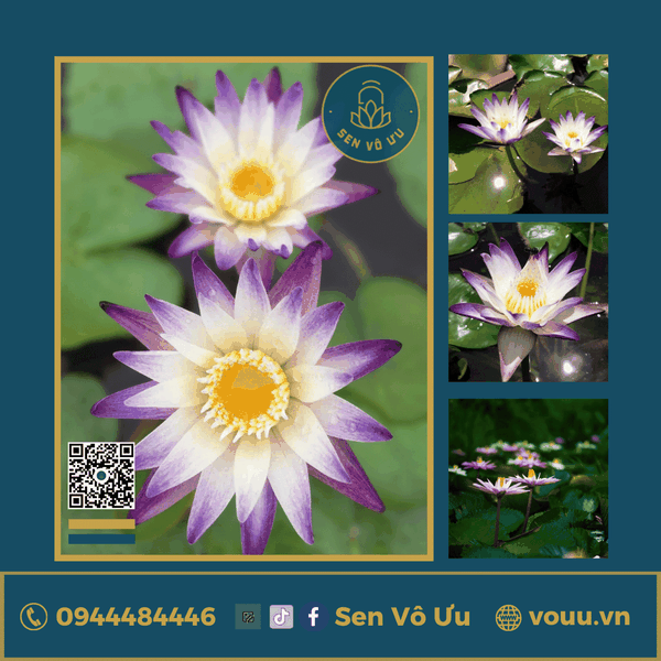Giống hoa súng tím trắng T06 | Sen Vô Ưu