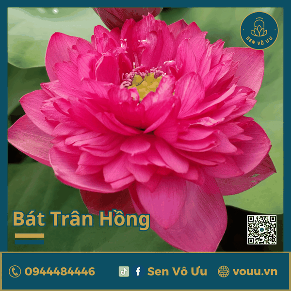 Giống sen đỏ Bát Trân Hồng | Sen Vô Ưu