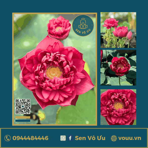 Giống sen đỏ Hongxia | Sen Vô Ưu