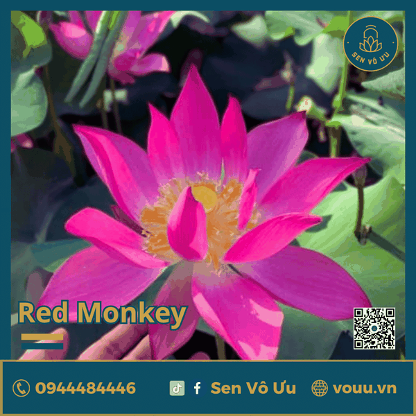Giống sen đỏ Red Monkey | Sen Vô Ưu