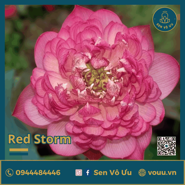 Giống sen đỏ Red Storm | Sen Vô Ưu