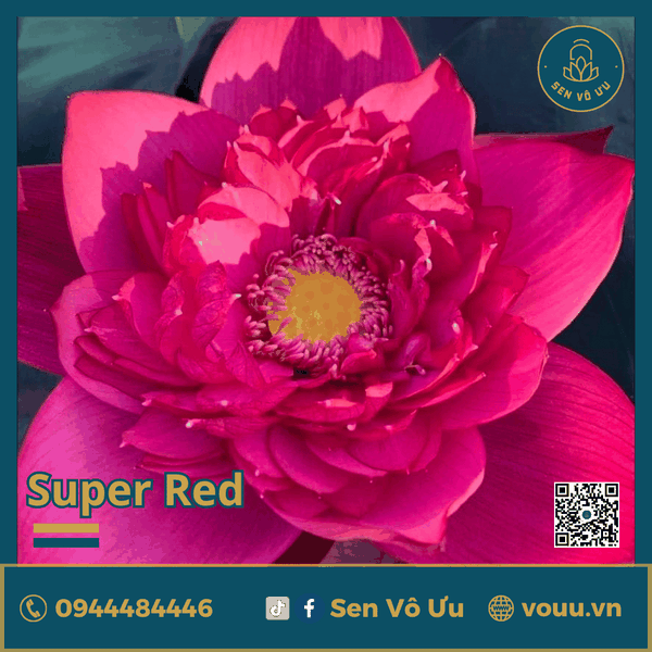 Giống sen đỏ Super Red | Sen Vô Ưu