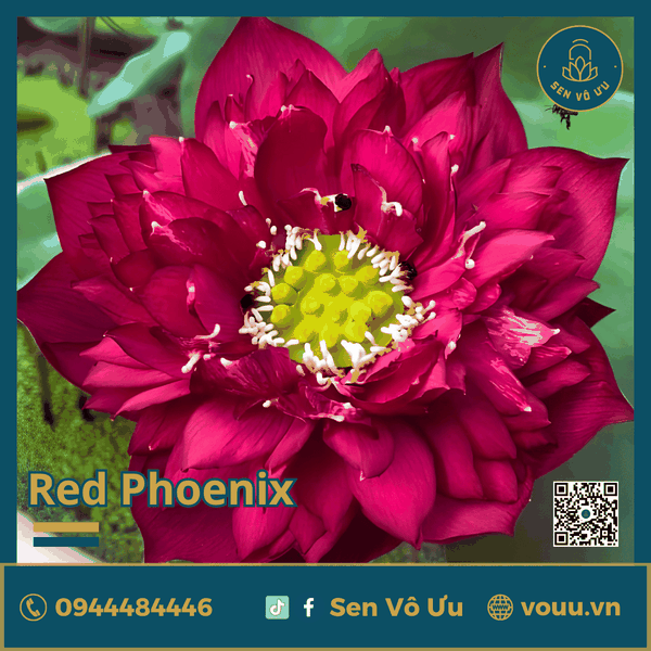 Giống sen đỏ Red Phoenix | Sen Vô Ưu