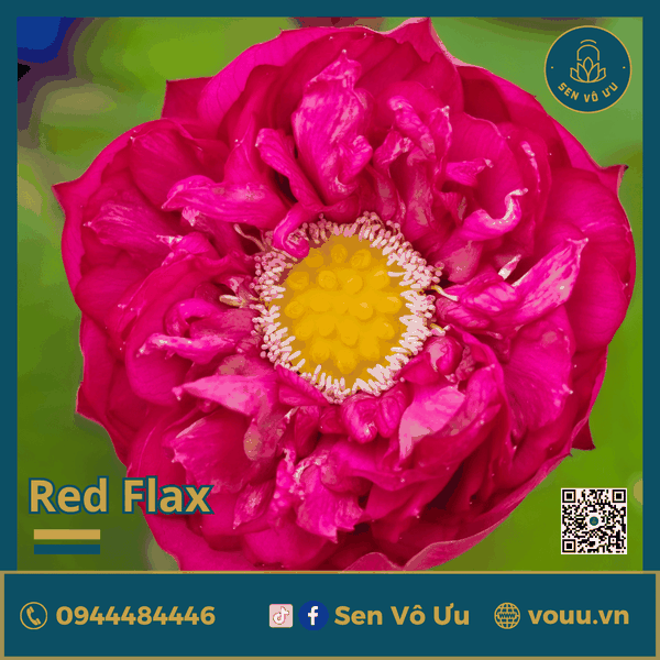 Giống sen Red Flag | Sen Vô Ưu