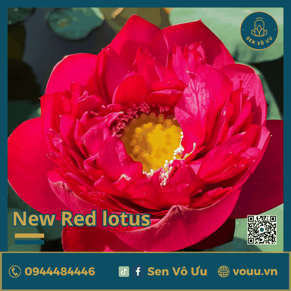 Giống sen đỏ New Red lotus | Sen Vô Ưu