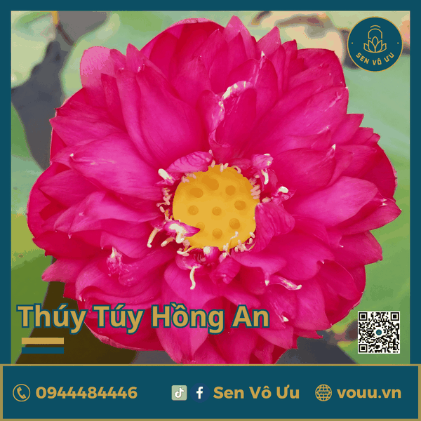 Giống sen đỏ Thúy Túy Hồng An | Sen Vô Ưu