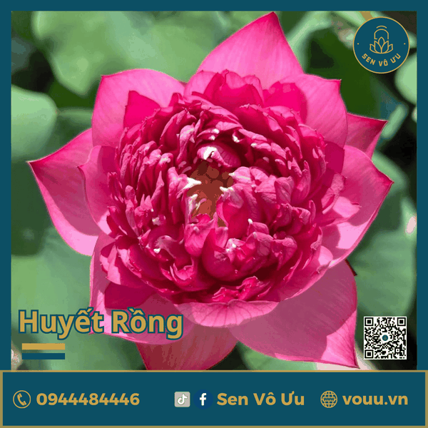 Giống sen Huyết Rồng | Sen Vô Ưu