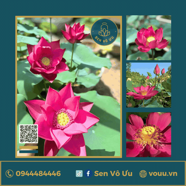 Giống sen đỏ Triệu Yến Hồng | Sen Vô Ưu