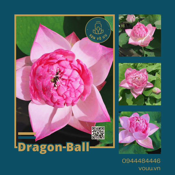 Sen Bóng Rồng - Dragon ball lotus | Sen Vô Ưu