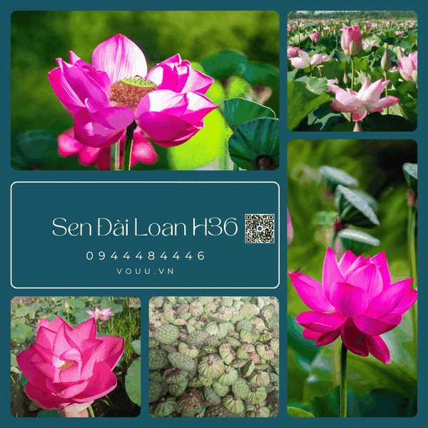 Giống sen Đài Loan thu hạt | Giống sen hạt | Sen Vô Ưu