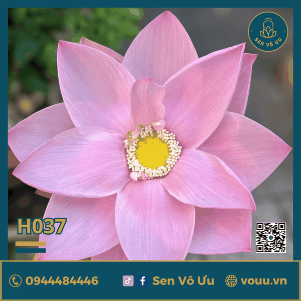 Giống sen Yaochi | Sen Vô Ưu