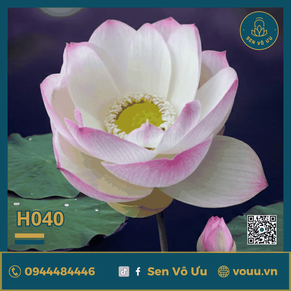 Giống sen Hồng Cánh đơn H40 | Sen Vô Ưu