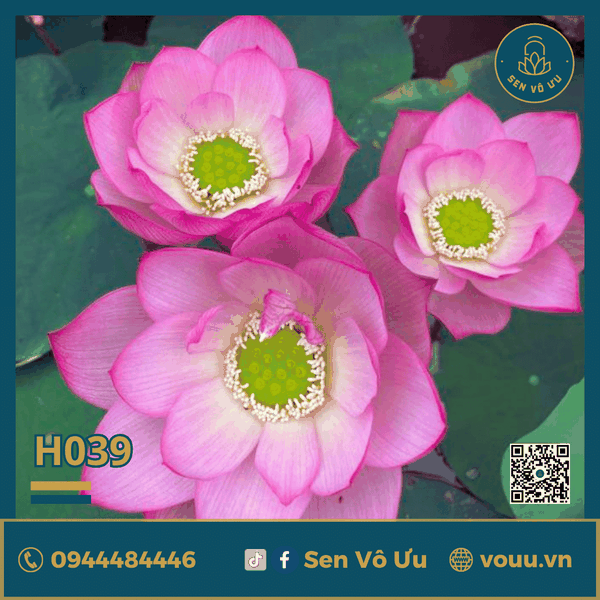 Giống sen Lăng Vũ H39 | Sen Vô Ưu