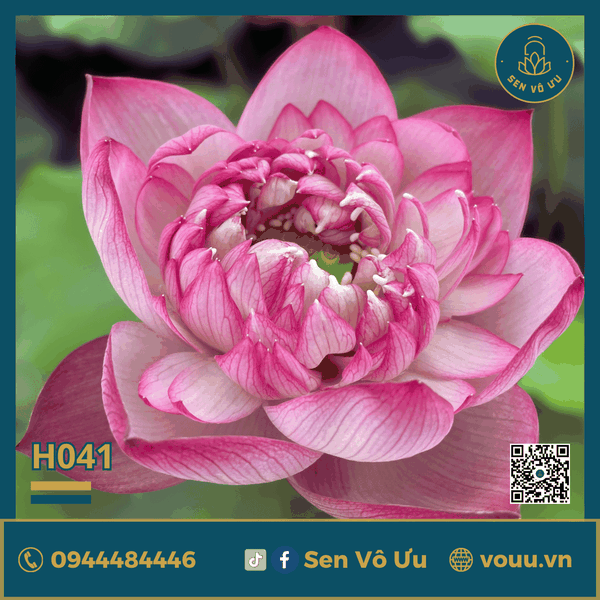 Củ giống Pink Diamond | Sen Vô Ưu