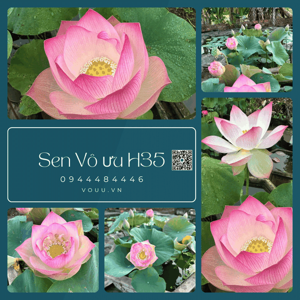 Giống sen hồng Vô Ưu hoa quanh năm H35 | Sen Vô Ưu
