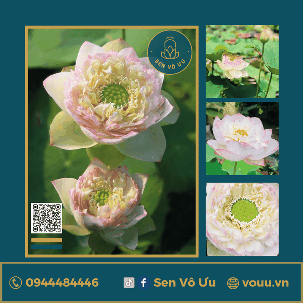 Giống sen Juliet lotus H42 | Sen Vô Ưu