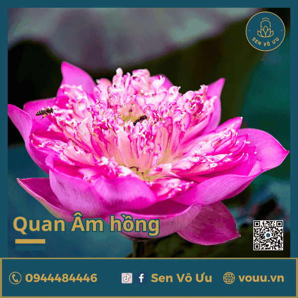 Củ giống sen Quan Âm hồng | Sen Vô Ưu