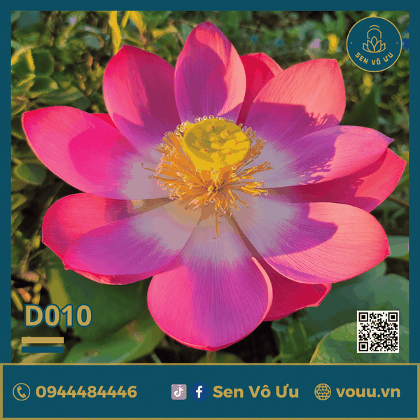 Giống sen Red Shanghai lotus | Sen Vô Ưu