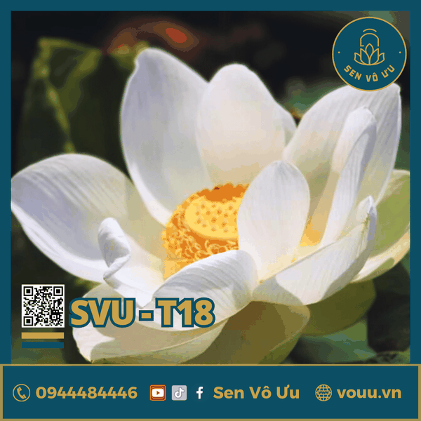 Giống sen Bạch Tuyết đơn | Sen Vô Ưu