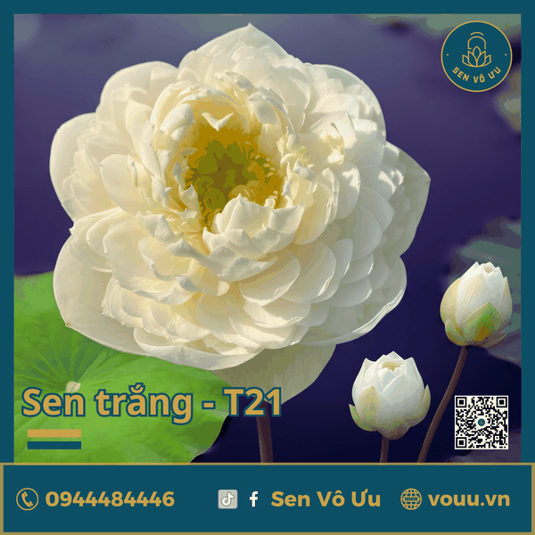 Giống sen trắng Camelia Love | SVU-T21 | Sen Vô Ưu
