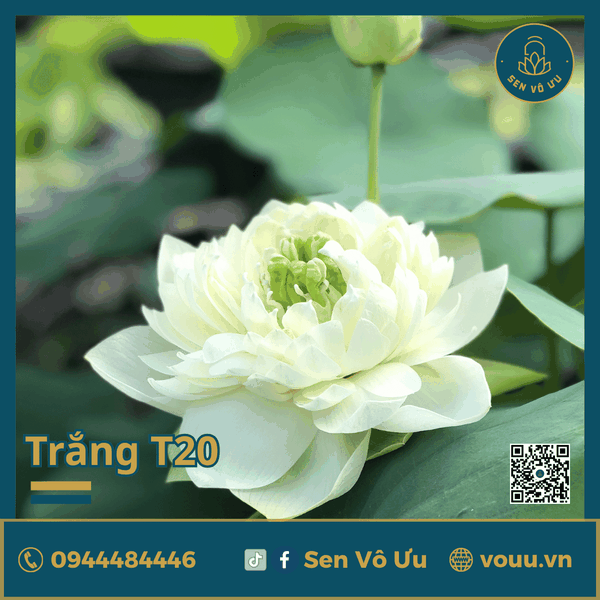 Giống sen trắng SVU-T20 | Sen Vô Ưu