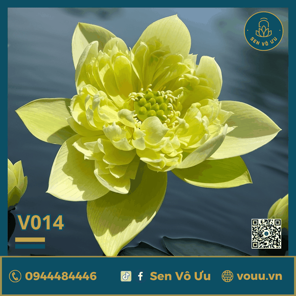 Giống sen vàng Nhược Lan V014 | Sen Vô Ưu