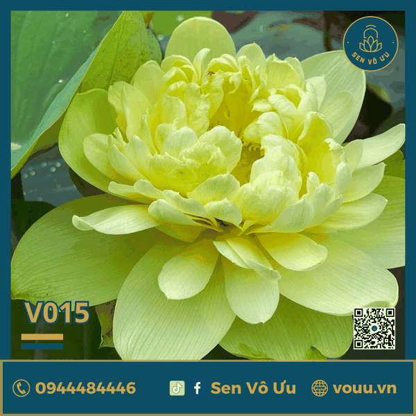Giống sen vàng Phỉ Thúy V015 | Sen Vô Ưu